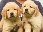 Golden Retriever Puppy