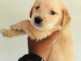 Golden Retriever Puppy