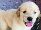 Golden Retriever Puppy