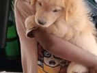 Golden Retriever Puppy