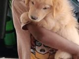 Golden Retriever Puppy