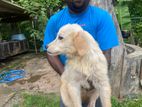 Golden Retriever Puppy