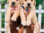 Golden Retriever Puppy