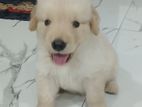 Golden Retriever Puppy