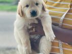 Golden Retriever Puppy