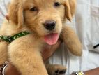 Golden Retriever Puppy