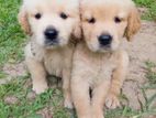 Golden Retriever Puppy