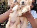 Golden Retriever Puppy