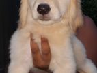 Golden Retriever puppy