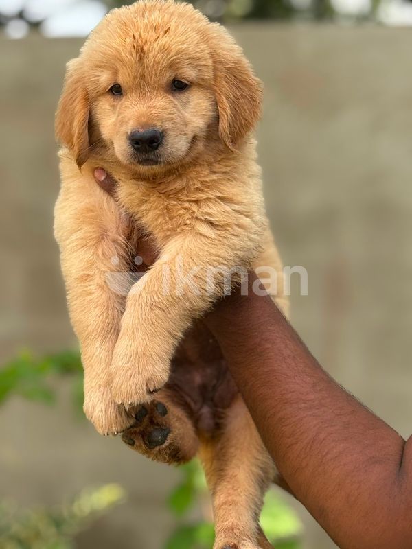 gampaha pets ikman lk dogs golden retriever
