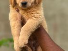 Golden Retriever Puppy