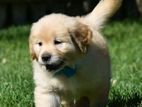 Golden Retriever Puppy