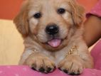 Golden Retriever Puppy