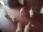 Golden Retriever Puppy