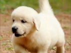 Golden Retriever Puppy