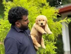 Golden Retriever Puppies