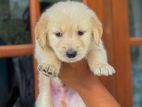Golden Retriever Puppy