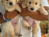 Golden Retriever Puppy