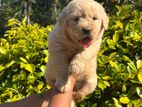 Golden Retriever Puppy