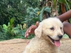 Golden Retriever Puppy
