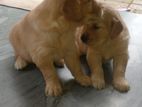 Golden Retriever Puppy