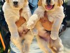Golden Retriever Puppies