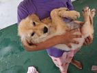Golden Retriever Puppy