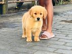 Golden Retriever Puppy