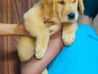 Golden Retriever Puppy