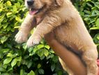 Golden Retriever Puppy