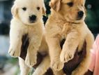 Golden Retriever Puppies