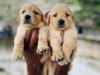 Golden Retriever Puppies