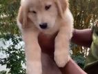 Golden Retriever Puppies