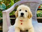 Golden Retriever Puppy