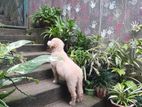 Golden Retriever Puppy