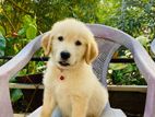 Golden Retriever Puppy