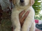 Golden Retriever Puppy