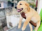 Golden Retriever Puppy