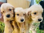 Golden Retriever Puppies