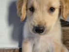 Golden Retriever Puppy – Loving with Playful