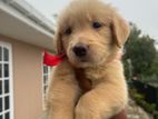 Golden Retriever Puppy
