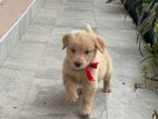 Golden Retriever Puppy