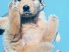 Golden Retriever Puppy
