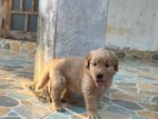Golden Retriever Puppy