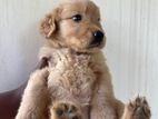 Golden Retriever Puppy
