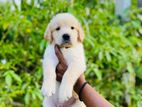 Golden Retriever Puppy