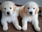 Golden Retriever Puppy