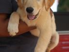 golden retriever puppy