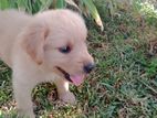 Golden Retriever Puppies