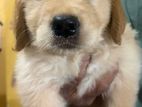 Golden Retriever Puppy